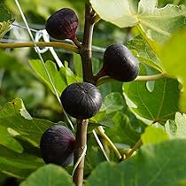 イチジク苗木　「　RE DI STROMBOLI　」12-2 イチジク苗木 Re di Stromboli｜Yahoo!フリマ（旧PayPayフリマ）