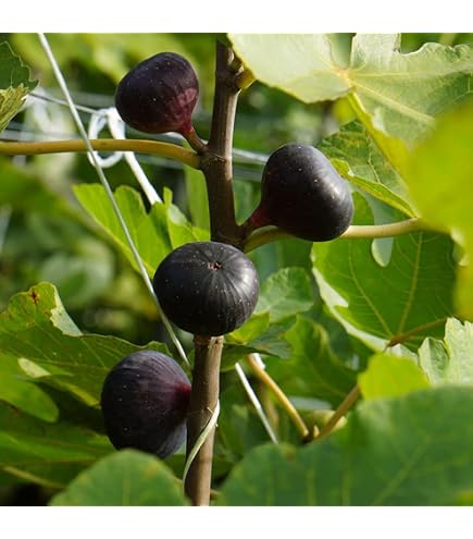 Amazon｜イチジク(無花果蓬莱柿)極太幹の大株苗｜観葉植物 オンライン通販