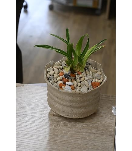 Amazon.co.jp: 信楽焼 楽風柚子足付オモト鉢 5号 4個入り