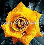 11.11 On Bonsai Flower Rose Seeds Really Rare "Golden Rose" Home Gardening Flower Seeds 120 PCS + My