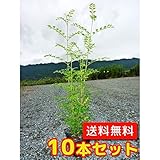 【ノーブランド品】シマトネリコ樹高0.5m前後10.5cmポット【10本セット】