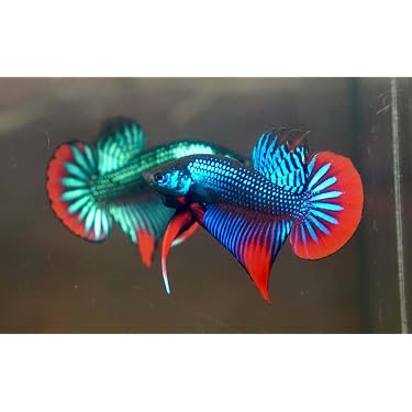 Amazon.co.jp 最新リリース: 生体（観賞魚・水中生物） の新着