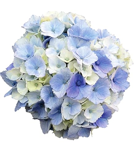 Johnny様 リクエスト 2点 紫陽花　アジサイ　エスメラルダ　ふるふる 黒茎！紫陽花『ゼブラ・フィエスタ』 パープル黒茎玉 | すべての