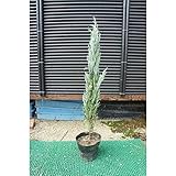 ブルーアロー（ブルー系）　樹高80cm【スリム樹形】