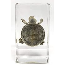 レジン亀／クサガメのレジン標本となります。【お土産品で購入した物です。】。 レジン亀／クサガメのレジン標本となります。【お土産品で購入