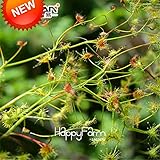 Hot Sale!Bonsai Flytrap Seeds Carnivorous Plants Potted Garden Shield Sundew Seeds Radiation Protect