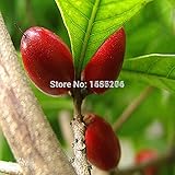10個入り中国家宝ミラクルフルーツフルーツ種子