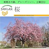 SAFLAX - Garden to Go - 桜 - 30 個の種。- 素焼きの鉢、グレーズトレー、鉢植え用土壌、肥料を含みます - Prunus serrulata
