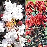 国華園　花木　サルスベリ　ブラックパールセット　2種2株【※発送が国華園からの場合のみ正規品です】