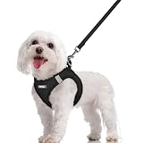 Rabbitgoo 犬ハーネス リードセット 超小型犬 小型犬 中型犬 大型犬 犬用 胴輪 ソフト マジックテープ付き 反射素材付き ペット用品 はーねす 引っ張り防止 抜けない 喉に優しい 夜間反射 調節可能 脱着簡単 軽量 メッシュ 快適 通気 手洗い 耐久性 安全 散歩 しつけ 訓練 老犬介護 人気 可愛い おしゃれ (ブラック, M)