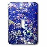 3dRose LLC lsp_59214_1 Gorgeous Tropical Fish Of Rainbow Colors Single Toggle Switch