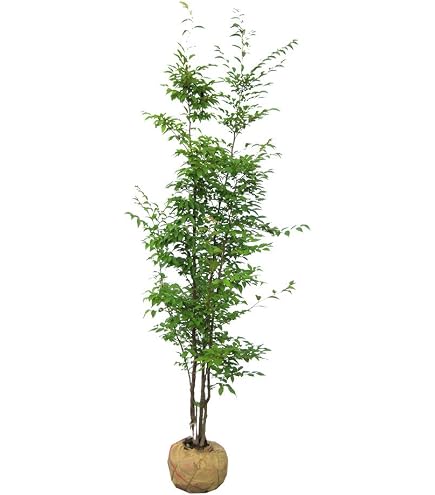 ヒメシャラ　株立ち　【品番3596】 Amazon.co.jp: ヒメシャラ 株立ち 番3596 : ホーム＆キッチン