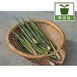 選抜ネマガリダケ3.5号ポット[根曲竹 チシマザサ 最も美味しいタケノコ・筍のとれる竹の苗] ノーブランド品