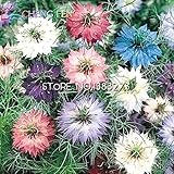 New Arrival!!!100pcs Top Quality Love-in-a-mist Seeds Four Seasons Bonsai Indoor&outdoor