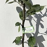 梨 苗木 王秋（PVP） 12cmポット苗 おうしゅう なし 苗 ナシ