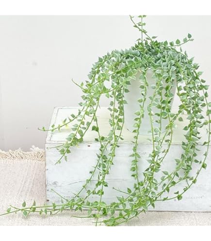 Amazon｜おしゃれ 観葉植物：ディスキディア ヌンムラリア