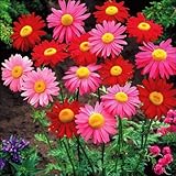 【メール便配送】　国華園　花たね　多年草　赤花除虫菊混合　1袋(100粒)【※発送が国華園からの場合のみ正規品です】