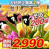 国華園　チューリップ球根　チューリップ宝箱　第２弾　200球【※発送が国華園からの場合のみ正規品です】