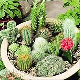 【メール便配送】　国華園　花たね サボテンミックス　1袋(100粒)【※発送が国華園からの場合のみ正規品です】