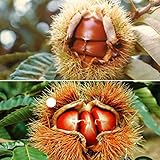 国華園　果樹苗　クリ　厳選！豊産栗セット　2種2株【※発送が国華園からの場合のみ正規品です】