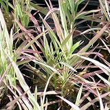 (ビオトープ/水辺植物)十和田アシ(1ポット分) 本州・四国限定[生体]