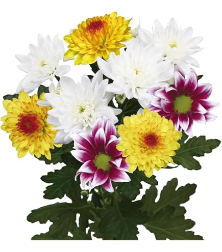 Amazon.co.jp: 菊苗 切花菊 巨大ピンポン菊Aセット 3種6株 菊の苗 キク