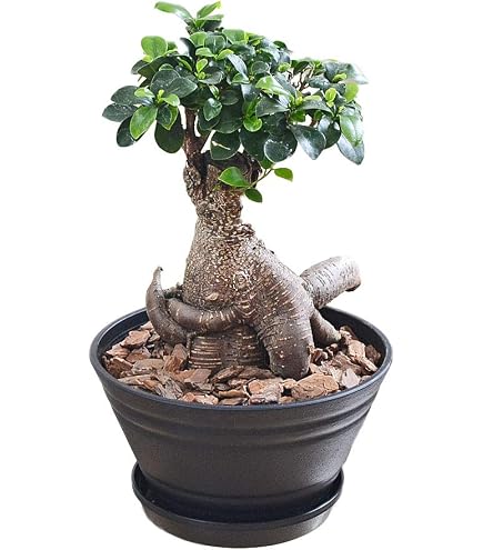 Amazon｜SUZUHA Amazon限定 ガジュマル ガジュマルの木 天然苔 盆栽