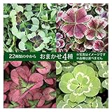 エンジェル クローバー　9cmポット苗　おまかせ4種