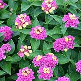 ランタナ：ななみ6号鉢植え[コンパクトで連続開花する人気No.1品種] ノーブランド品