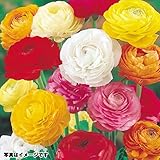 国華園 秋植え球根 ラナンキュラスミックス（無選別） 40球【※発送が国華園からの場合のみ正規品です】