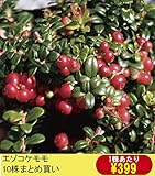 【山野草】エゾコケモモ 10株まとめ買い