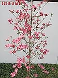 ハナミズキ(アップルブロッサム) 樹高2.0m(根鉢含まず)