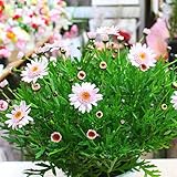 季節の鉢花　ピンクのマーガレット鉢植え かご付き 可愛い春の鉢植え 誕生日プレゼントや自宅用