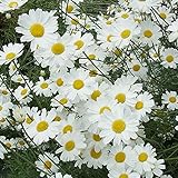 ピレスラム（除虫菊）：白花3号ポット 4株セット ノーブランド品