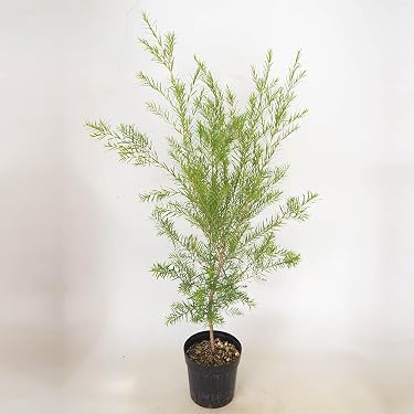 Amazon.co.jp 最新リリース: 植木 の新着ランキングです。