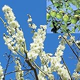 ウメ（梅）：あおじく（青軸）4～5号ポット[花も実も楽しめる大実早生種][苗木] ノーブランド品