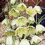 国華園 秋植え球根 フリチラリア バイモユリ 5球【※発送が国華園からの場合のみ正規品です】