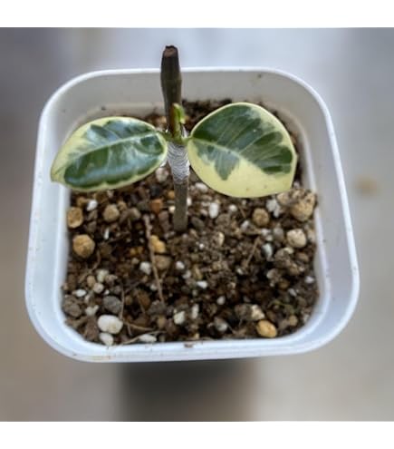 Amazon.co.jp: パンダ ガジュマル 斑入りPanda Gajyumaru Variegated
