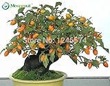 20 Persimmon Seeds, Diospyros Kaki, Exotic Bonsai, Beautiful & Delicious Fruit Tree, Fruit seeds