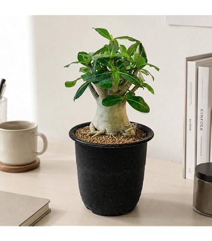 Amazon｜獅子葉 アデニウム 極美 ドーセットホーン アデニウム 鉢植え