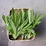 [野菜タネ]レタス：大葉油麦菜（ユーマーサイ）の種 2袋セット[中国で大人気！4～10月まき]