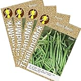 インゲンマメ Thai Bush Bean Phaseolus vulgaris Fabaceae 4 Bulk ThailandMrk