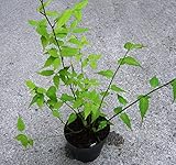 ヤマブキ・山吹(八重咲き）苗・黄色1ポット