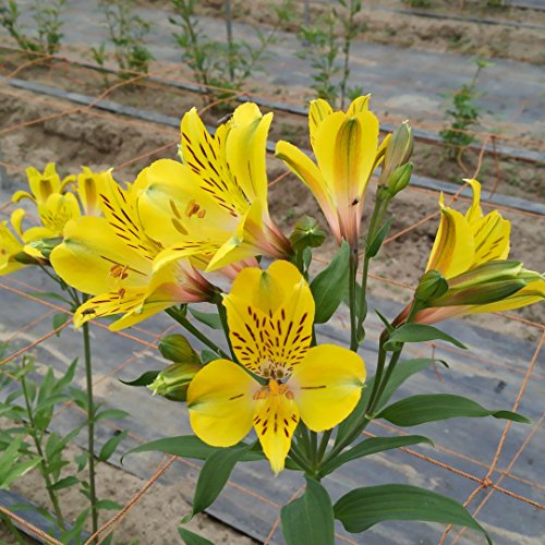 アルストロメリア 切花 一級品 の価格比較 Heim ハイム