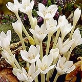 コルチカム：アルバ（白）２球セット[球根・机の上に置いておくだけでも開花するきれいな花] ノーブランド品