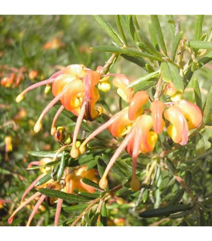 Amazon.co.jp: 花苗 観葉植物：グレビレア ココナッツアイス*オージー