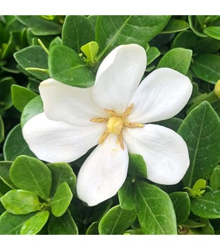 Amazon | クチナシ 苗 【実がなる 一重咲き クチナシ】 根巻き苗 | 植木