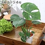 charm(チャーム) (観葉植物) モンステラ 4号(1鉢)