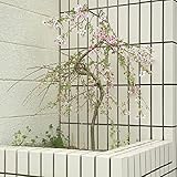 庭木：桜・しだれ富士桜（一重しだれ桜）