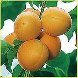 杏(あんず)苗木　ゴールドコット